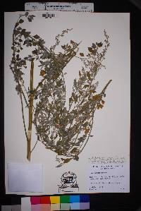 Image of Chenopodium lenticulare