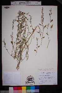 Chenopodium lenticulare image