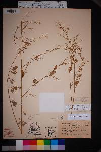 Chenopodium lenticulare image