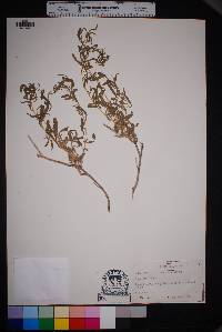 Chenopodium pratericola image