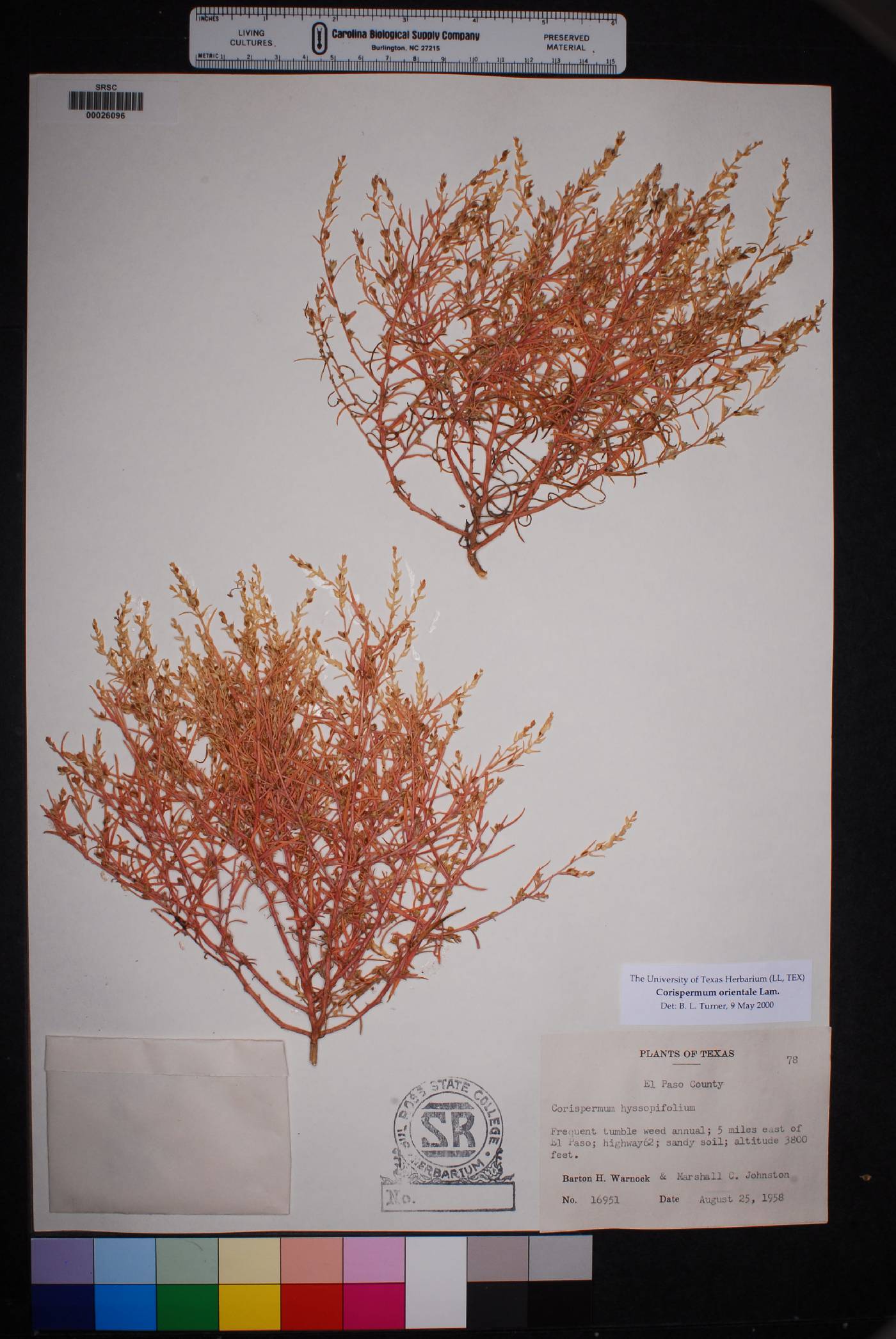 Corispermum americanum var. americanum image