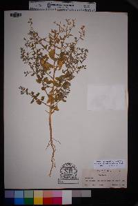 Cycloloma atriplicifolium image