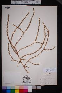 Salsola tragus image