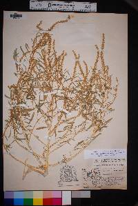 Amaranthus acanthochiton image