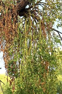 Phoradendron leucarpum subsp. macrophyllum image