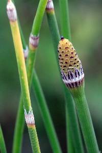 Equisetum × ferrissii image