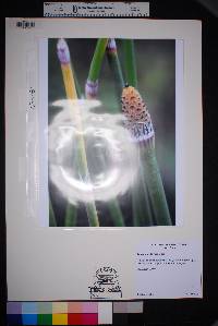 Equisetum × ferrissii image