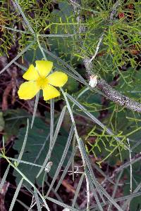 Talinum polygaloides image