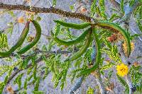 Vachellia farnesiana image