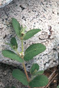 Euphorbia villifera image