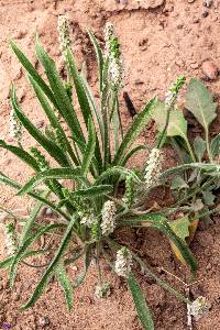 Plantago ovata image