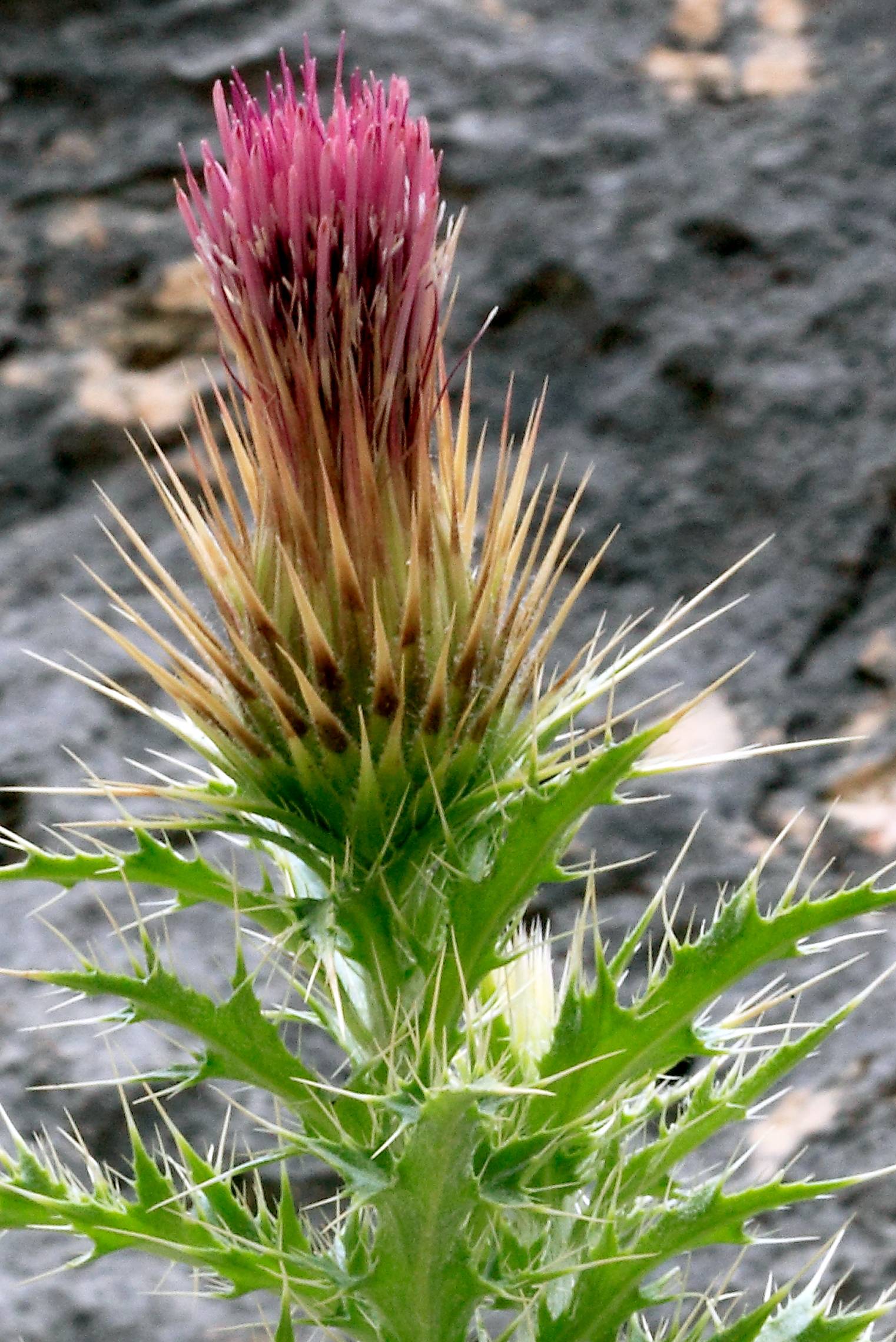 Cirsium turneri image