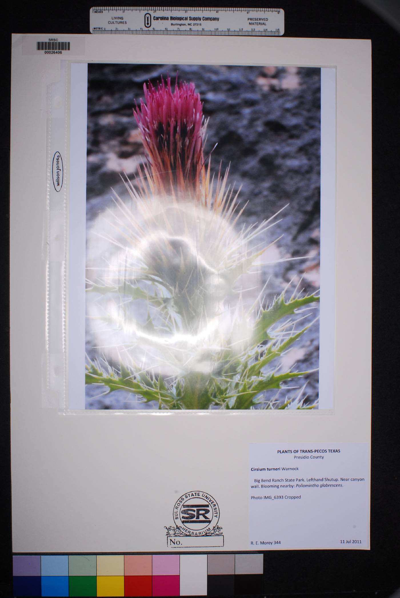 Cirsium turneri image
