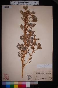 Amaranthus blitoides image