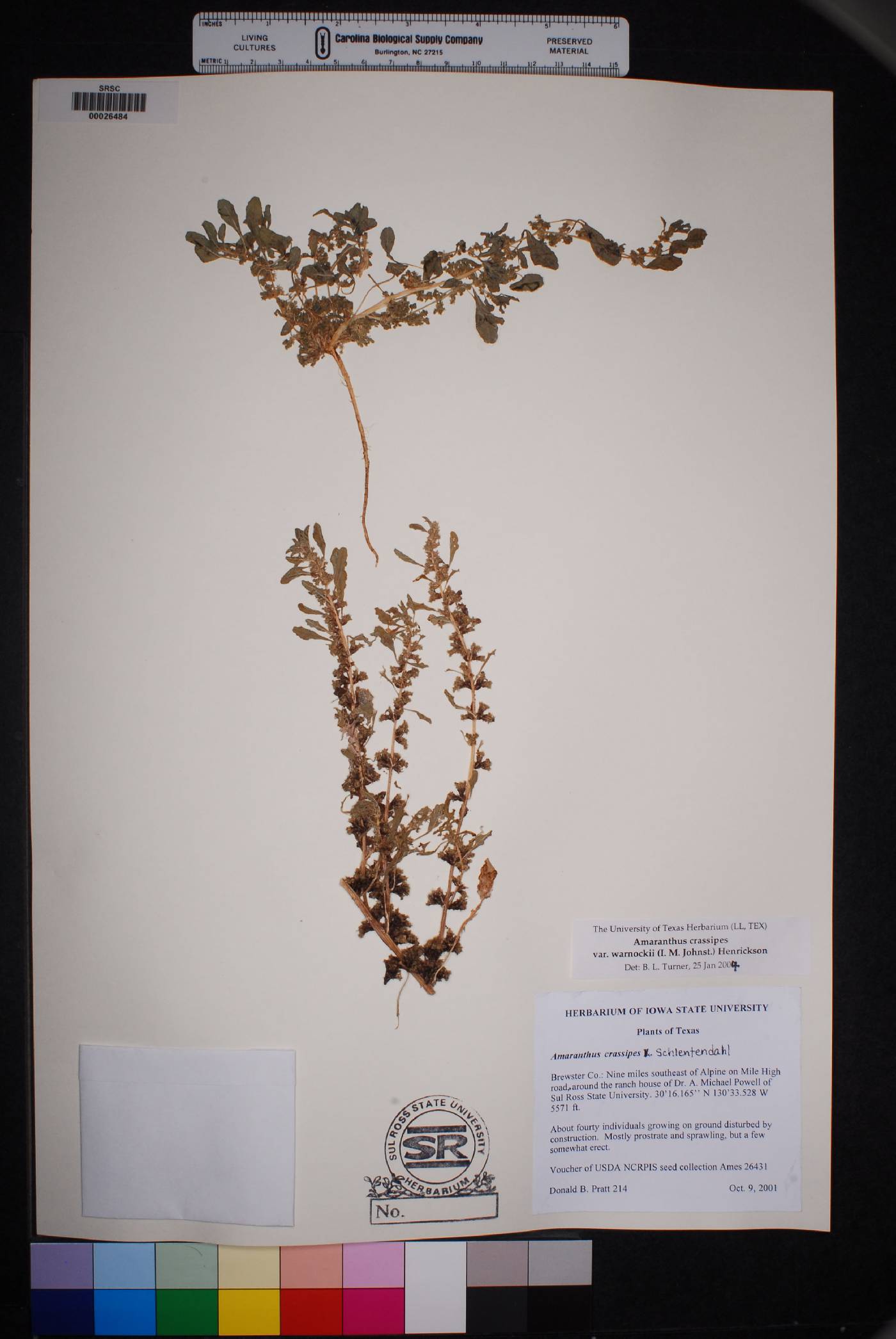 Amaranthus crassipes image