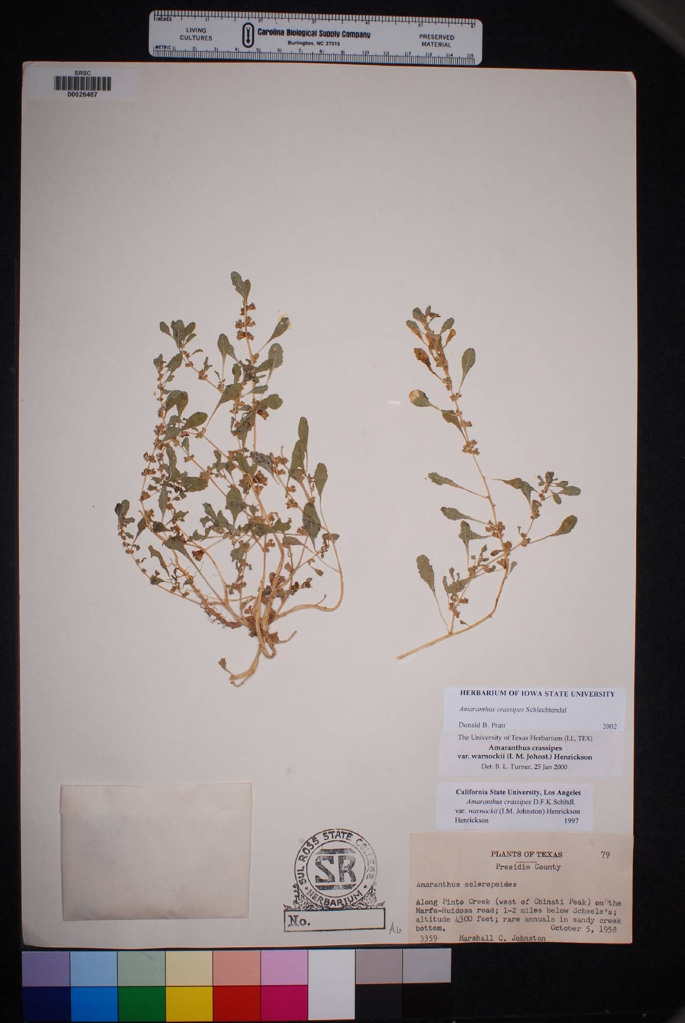Amaranthus crassipes image