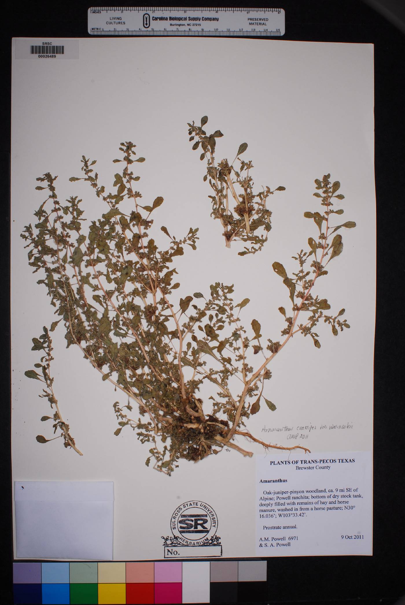 Amaranthus crassipes var. warnockii image