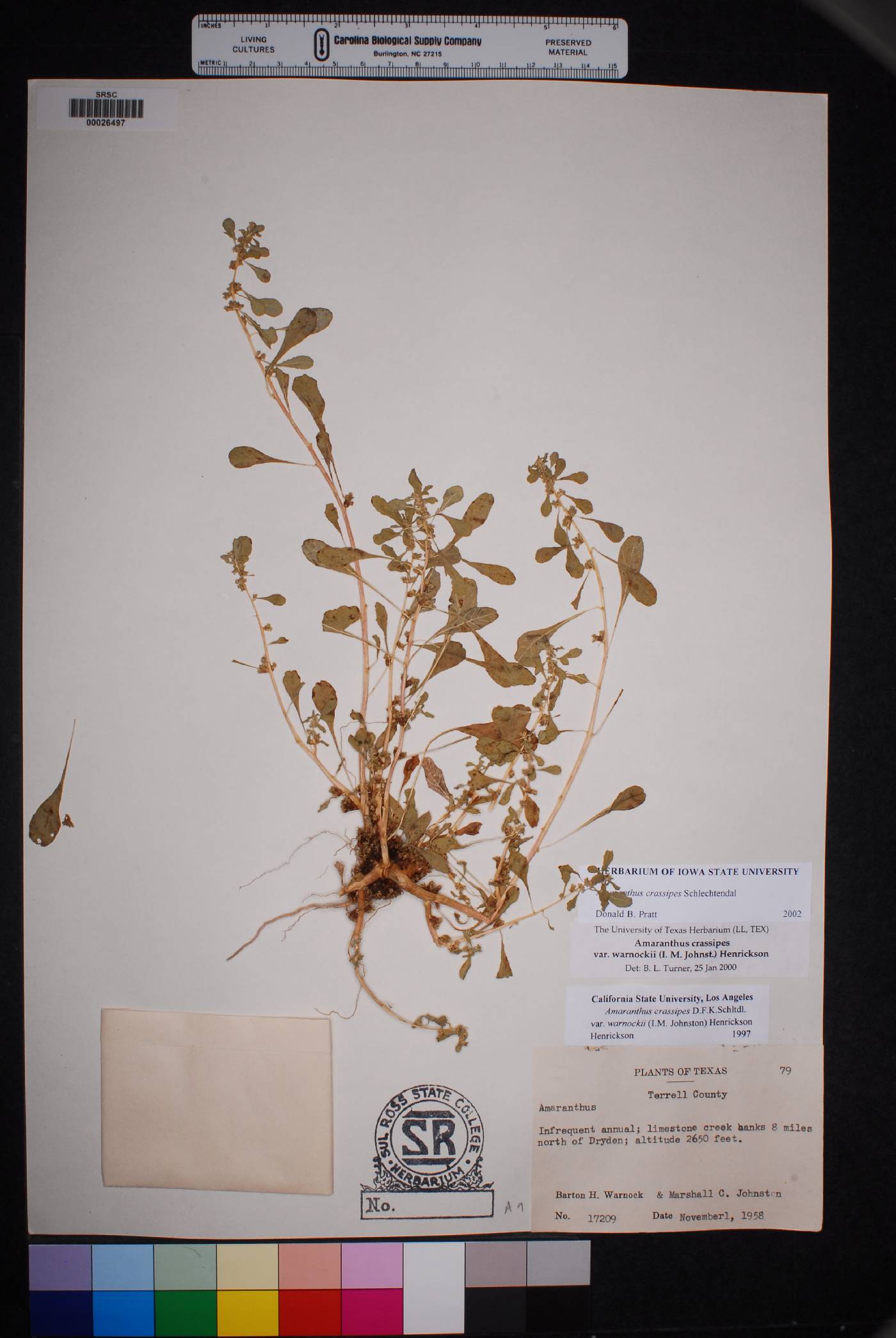 Amaranthus crassipes image