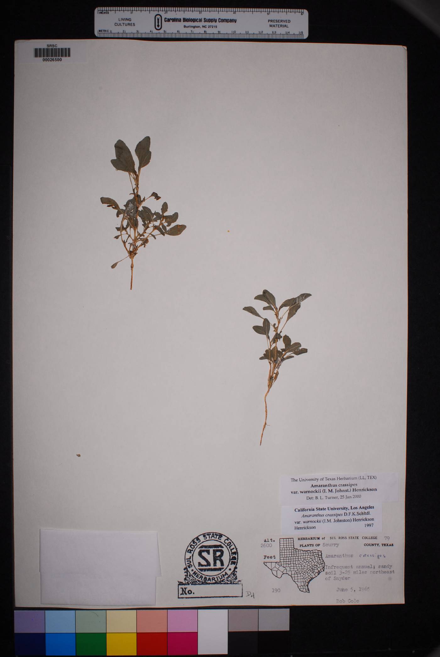 Amaranthus crassipes var. warnockii image