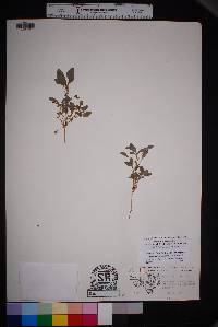 Amaranthus crassipes var. warnockii image
