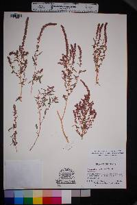 Amaranthus fimbriatus image