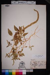 Amaranthus palmeri image