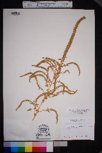 Amaranthus palmeri image