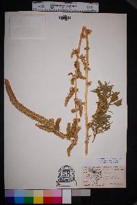 Amaranthus palmeri image