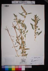 Amaranthus palmeri image