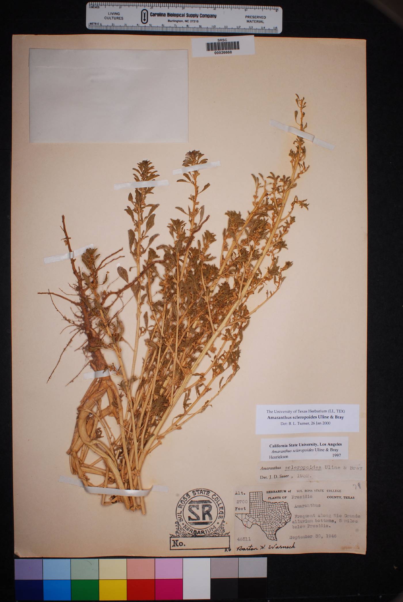 Amaranthus scleropoides image