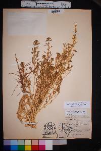 Amaranthus scleropoides image