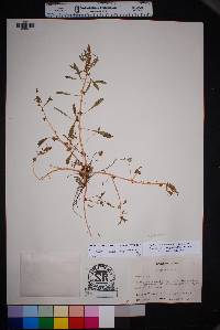 Amaranthus scleropoides image