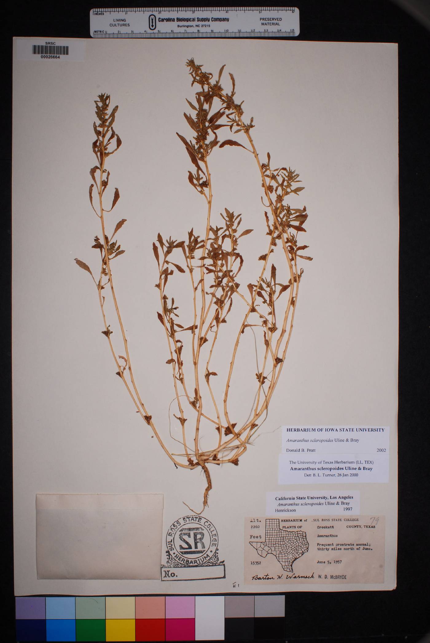 Amaranthus scleropoides image