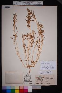 Amaranthus scleropoides image