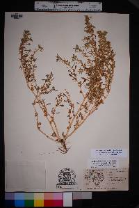 Amaranthus scleropoides image