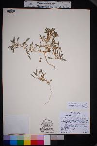 Amaranthus scleropoides image