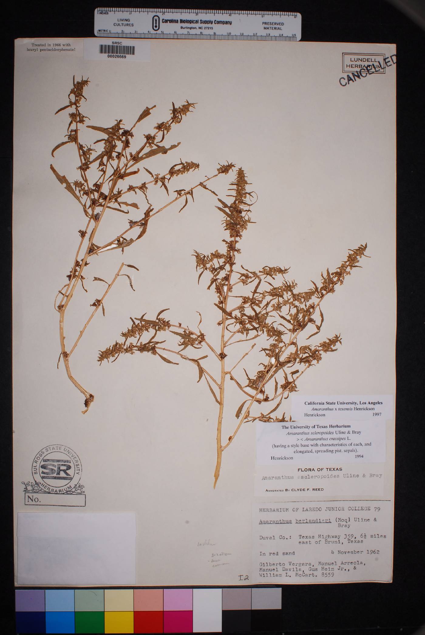 Amaranthus x texensis image