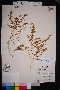 Image of Amaranthus x texensis