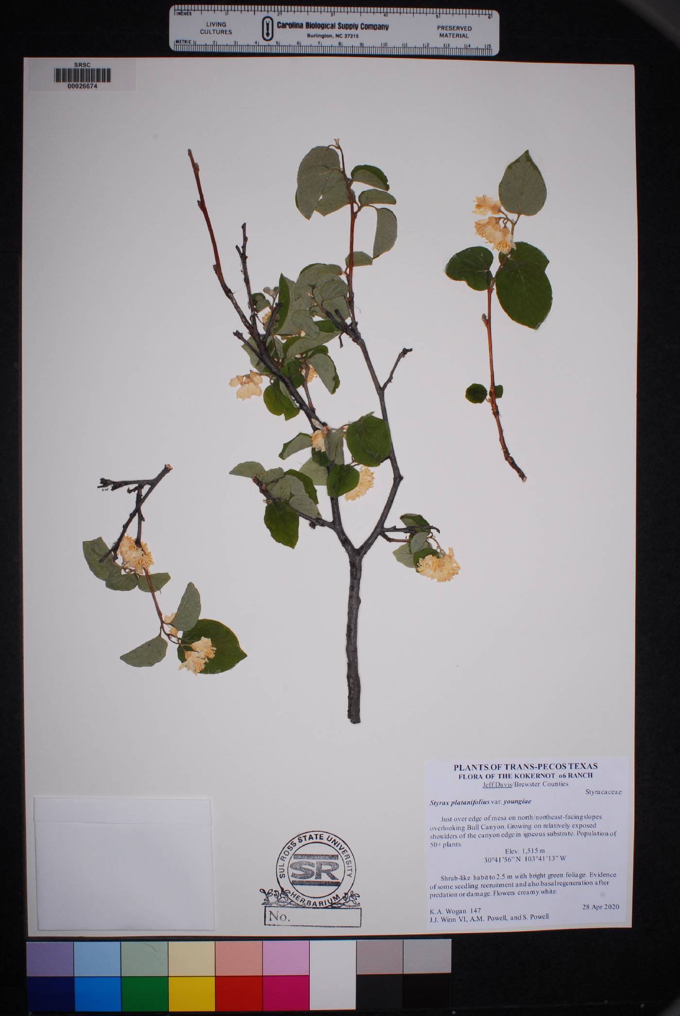 Styrax platanifolius subsp. youngiae image