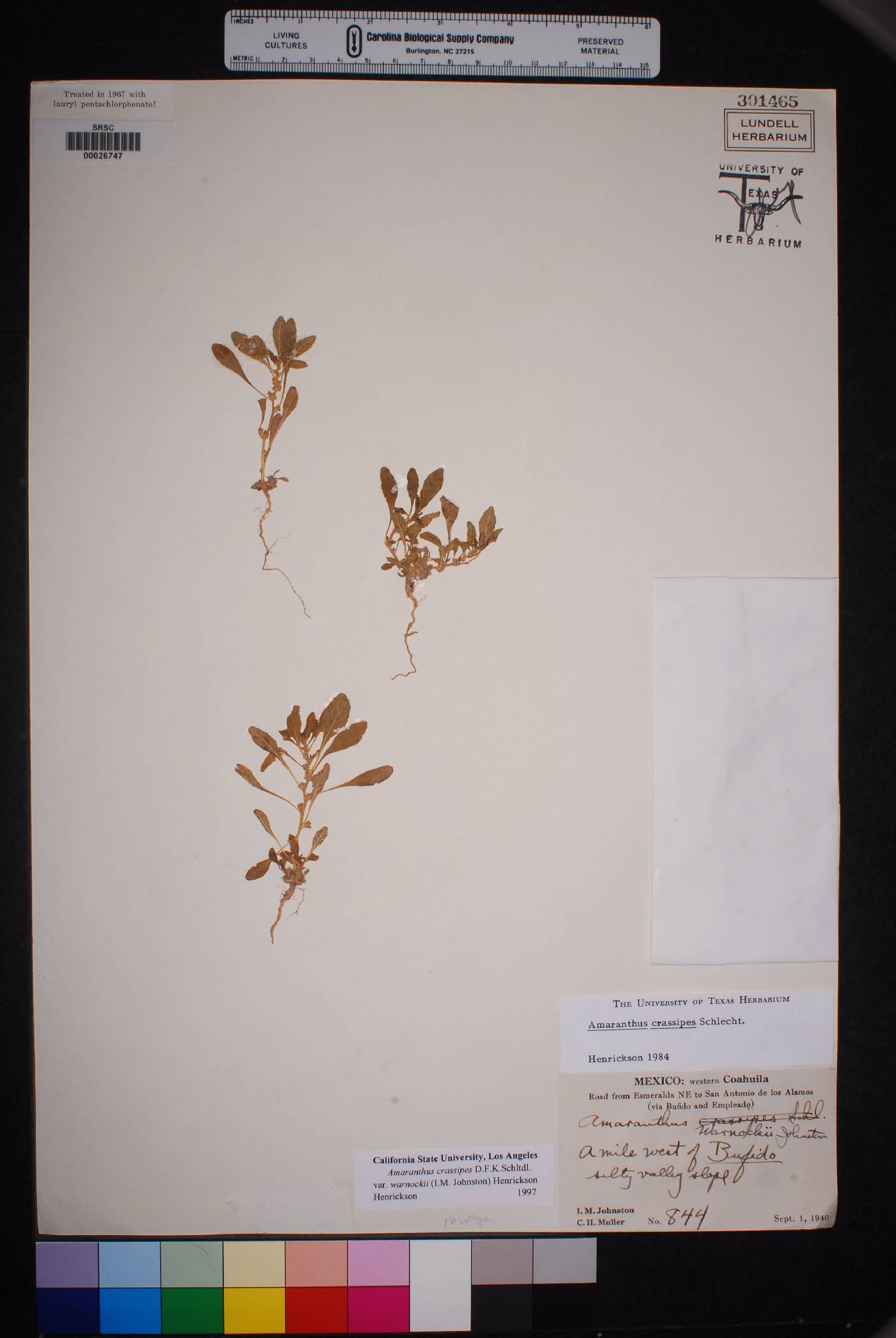 Amaranthus crassipes image