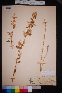 Iresine heterophylla image