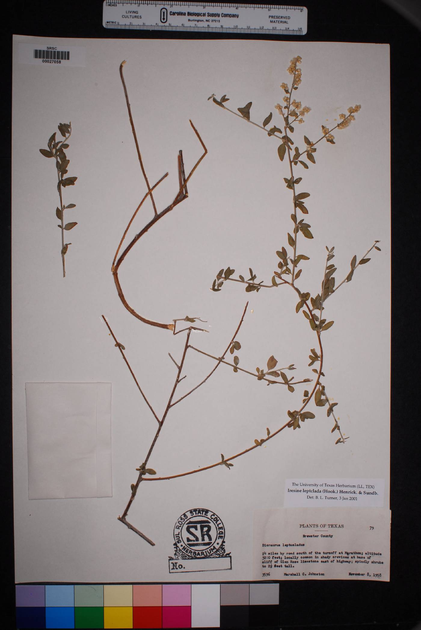 Iresine leptoclada image