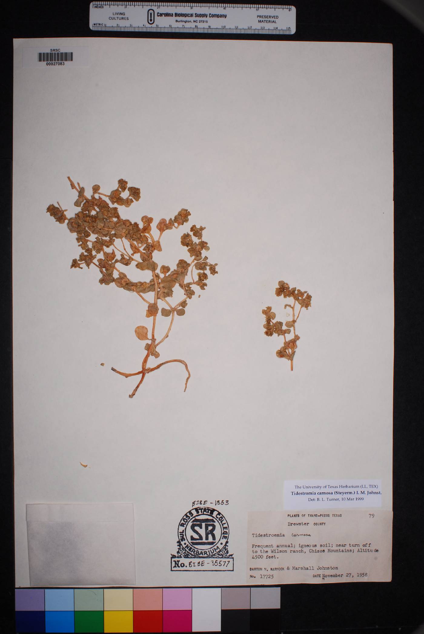 Tidestromia carnosa image