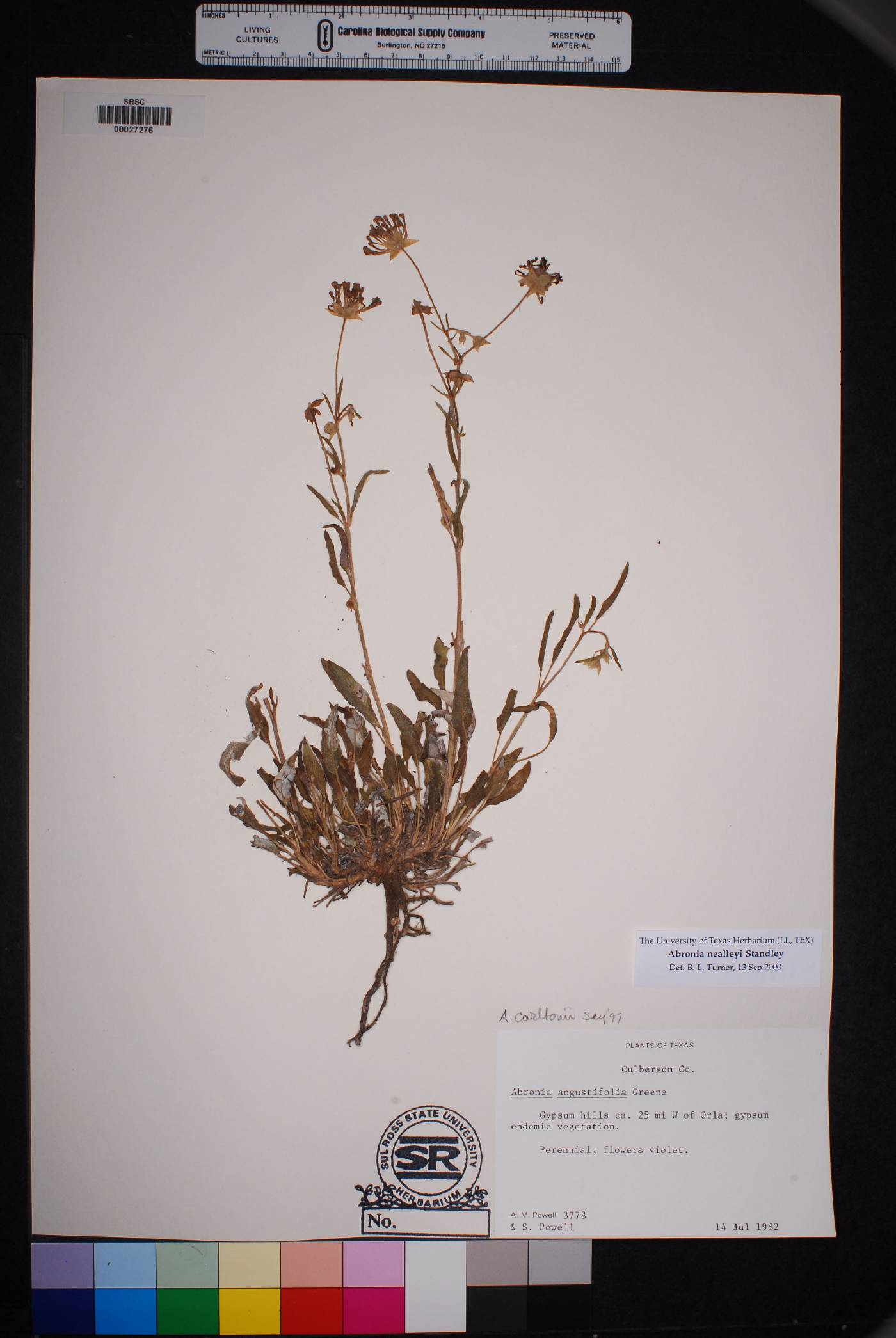 Abronia nealleyi image