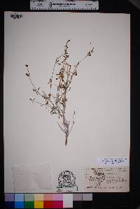 Acleisanthes angustifolia image