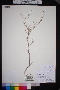Acleisanthes angustifolia image