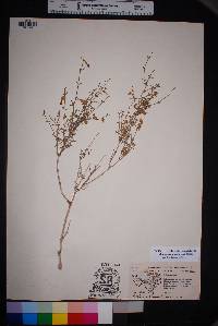 Acleisanthes angustifolia image