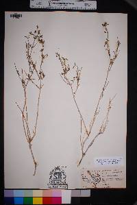 Acleisanthes angustifolia image