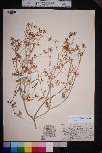 Acleisanthes chenopodioides image