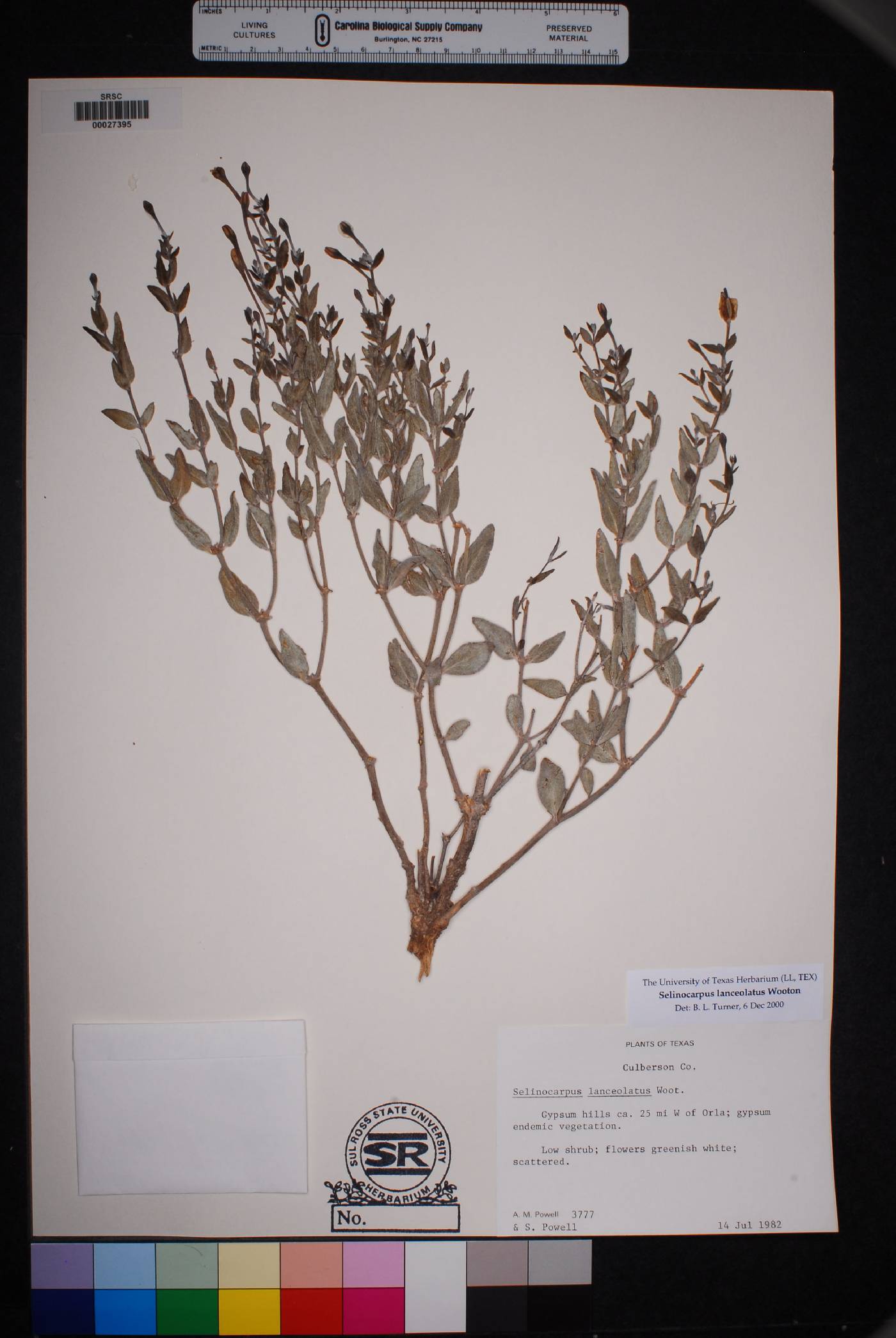 Acleisanthes lanceolata var. lanceolata image